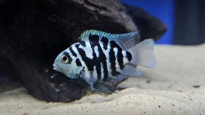 Are Blue convict cichlids aggressive?