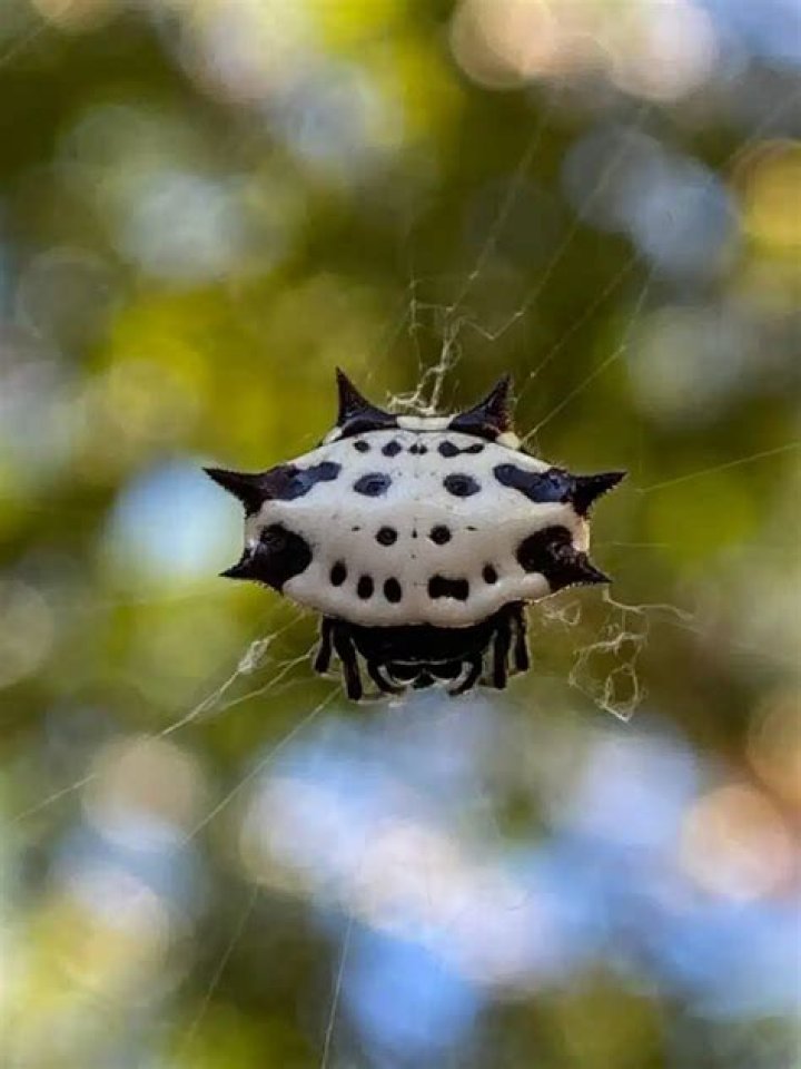 Are Gasteracantha Cancriformis poisonous?