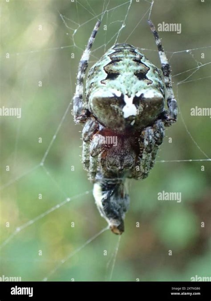 Are giant lichen orb weaver spiders poisonous?