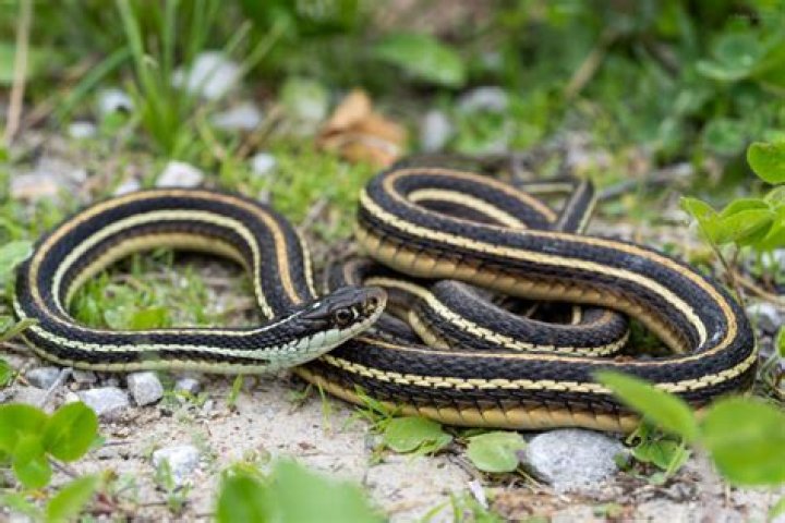 Are orange striped ribbon snakes poisonous