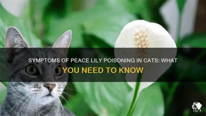Are peace lilies poisonous to cats symptoms