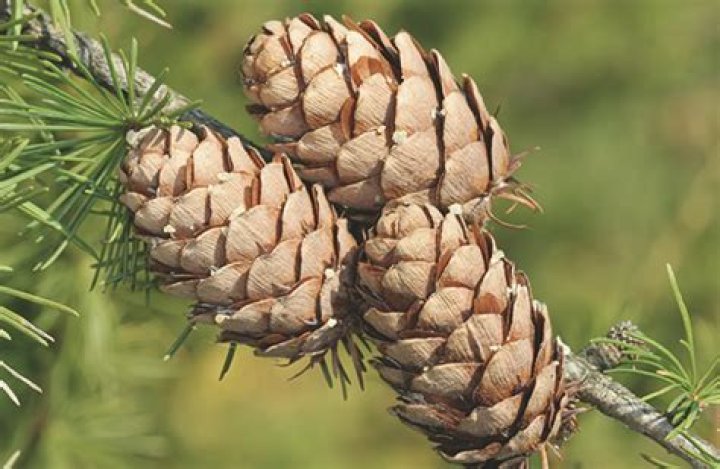 Are pine cones flammable? | ContextResponse.com