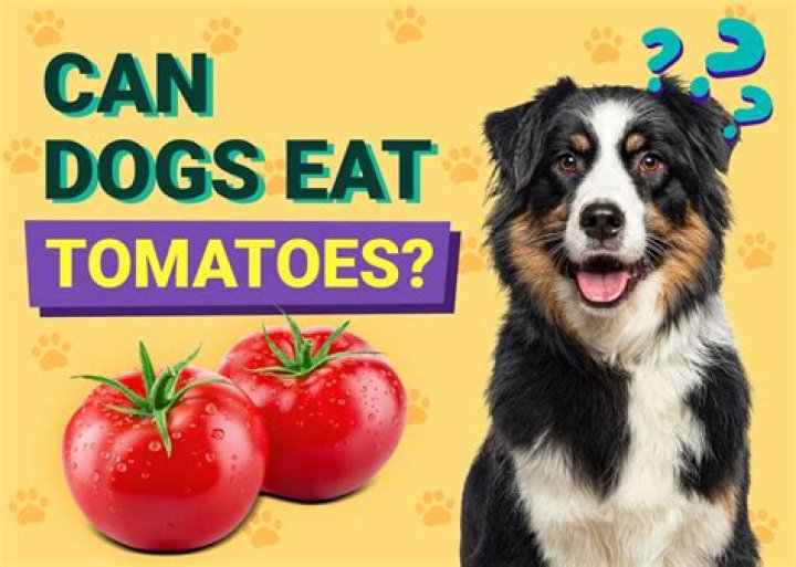 Are potatoes and tomatoes bad for dogs?