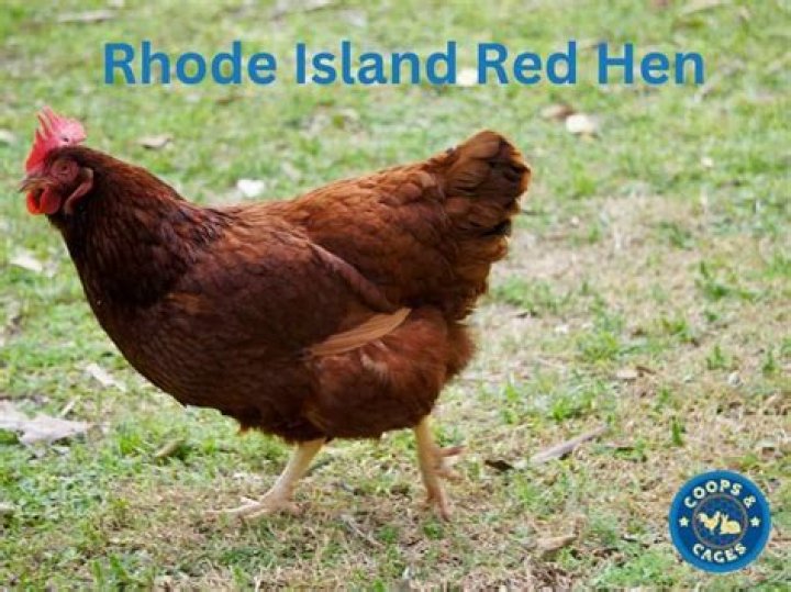Are Rhode Island Red chickens friendly