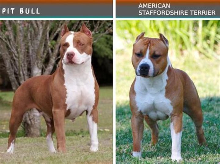 Are Staffordshire Bull Terriers the same as pitbulls?