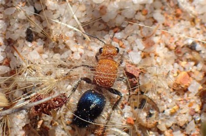 Are there velvet ants in Texas?