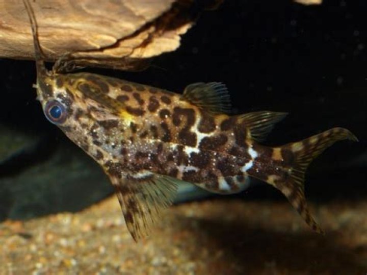 Are upside-down catfish venomous?