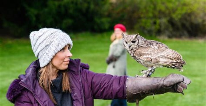 Can a falconer own an owl?