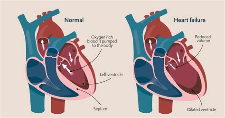 Can a new heart be grown?