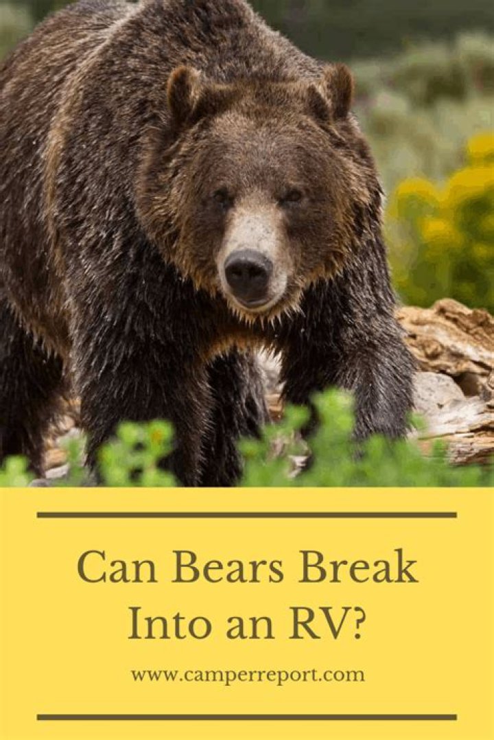 Can bears break into cars
