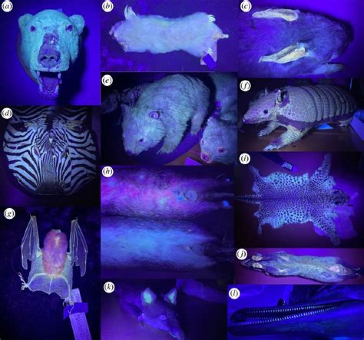 Can birds and bees see ultraviolet light?