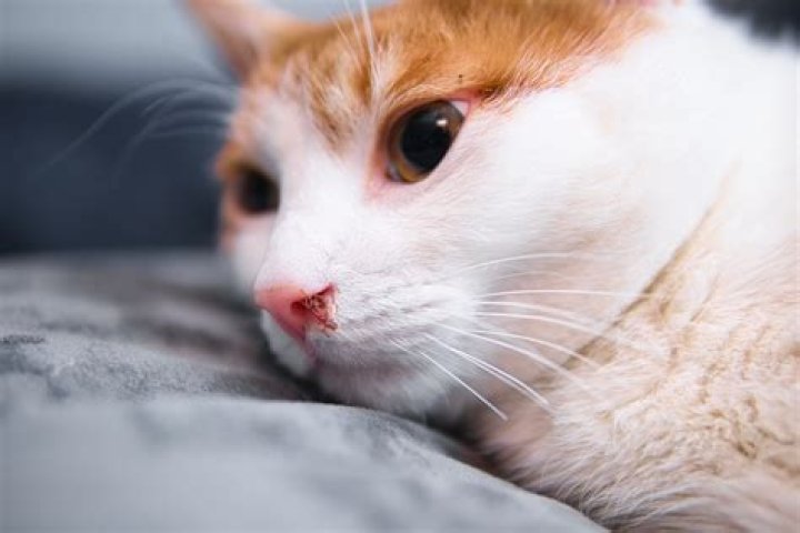 Can cats sneeze blood?