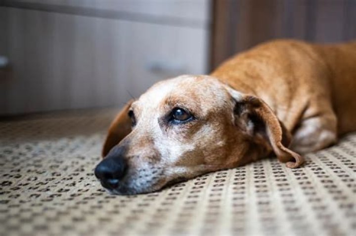 Can dogs get sick from bats?