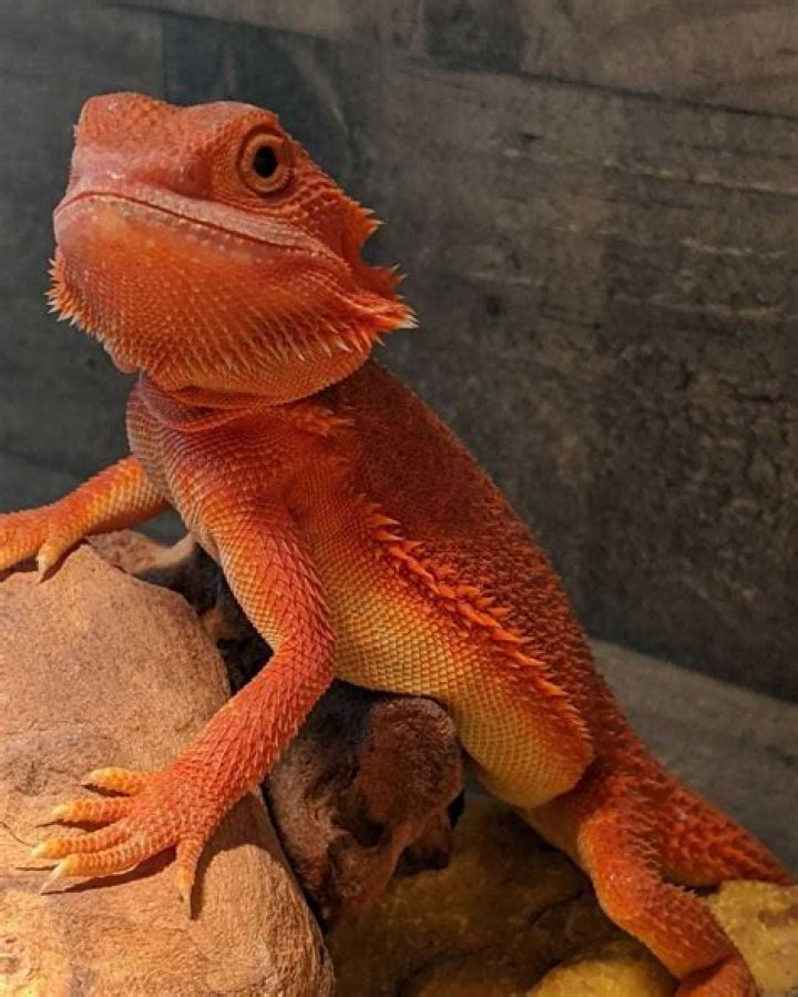 Can I adopt a bearded dragon?