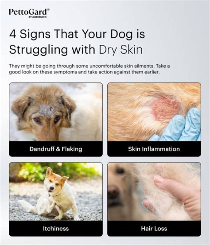 Can I blow dry my dogs fur?