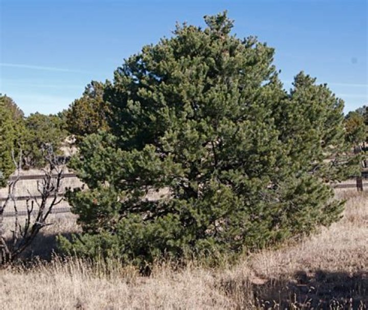Can pinon trees grow in Oklahoma?
