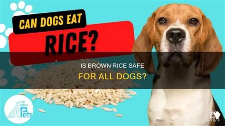 Can puppies be allergic to brown rice?