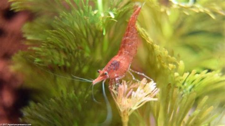 Can shrimp live in a planted aquarium?