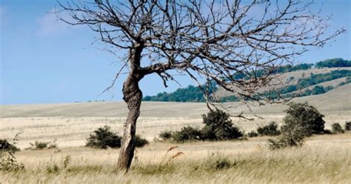 Can trees recover from drought