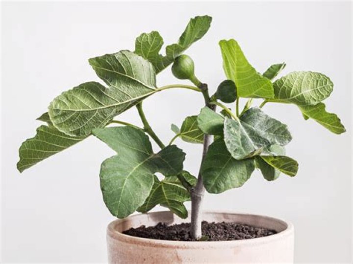 Can you grow a silk tree in a pot