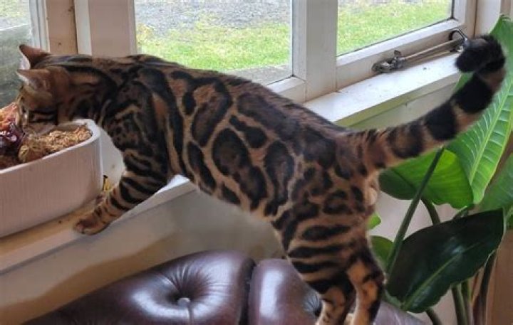 Can you keep a Bengal cat indoors?
