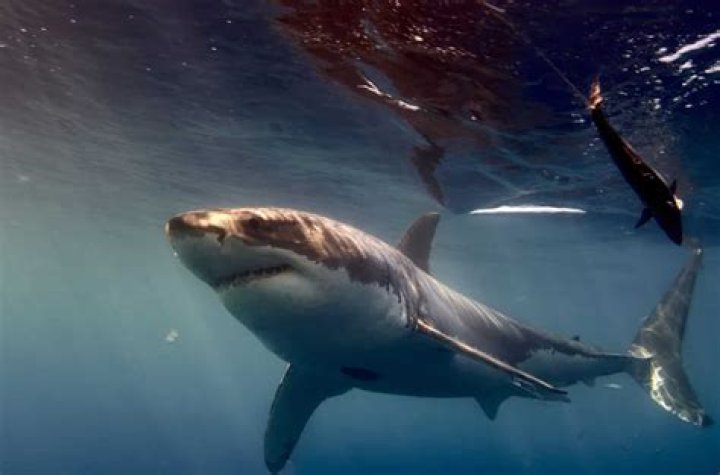 Can you keep a great white shark if you catch it?