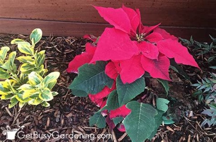 Can you leave poinsettias outside in the cold?