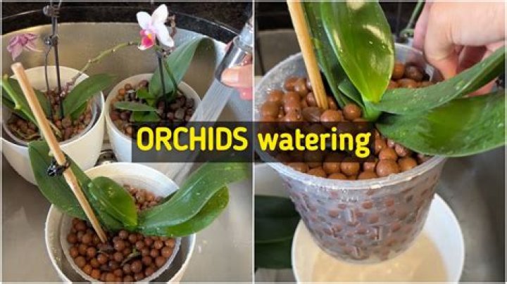 Can you use water beads for orchids