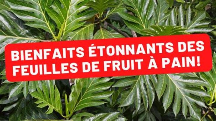 Comment multiplier le fruit a pain?