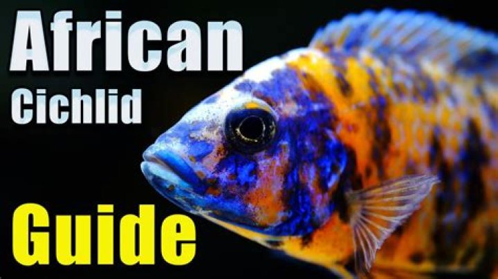 Do African cichlids need flow?