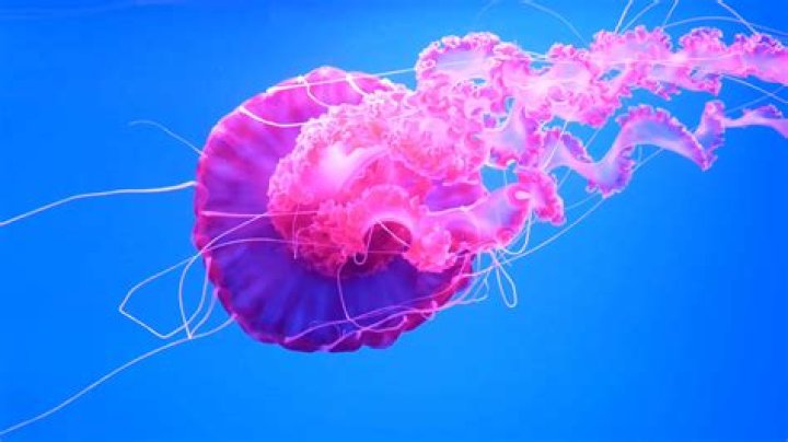 Do all jellyfish change color?