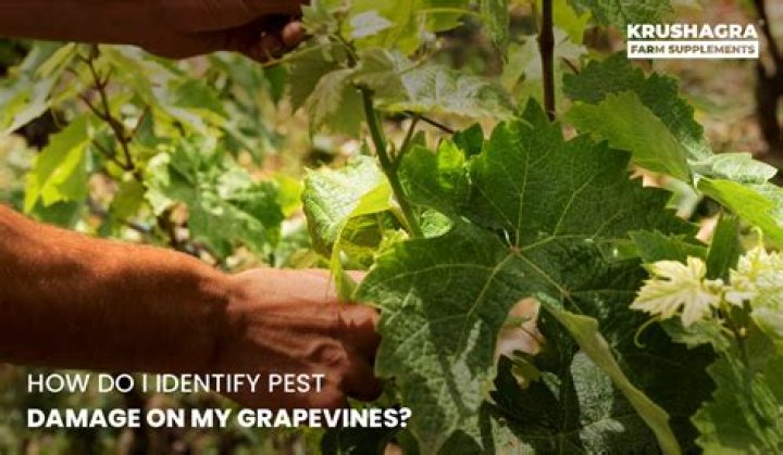 Do ants damage grapevines