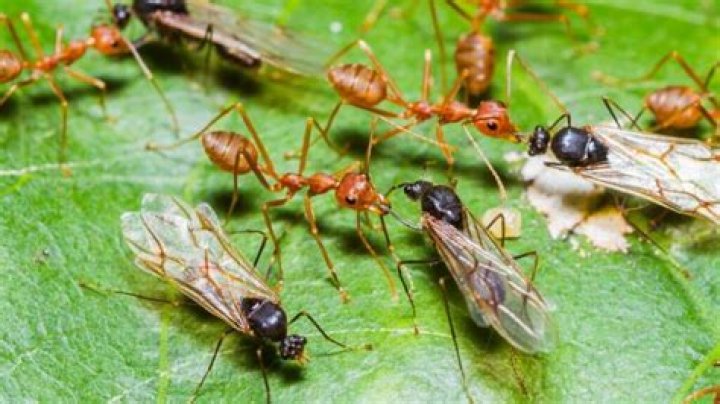 Do ants enslave each other?