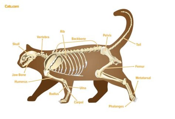 Do cats tails have bones?