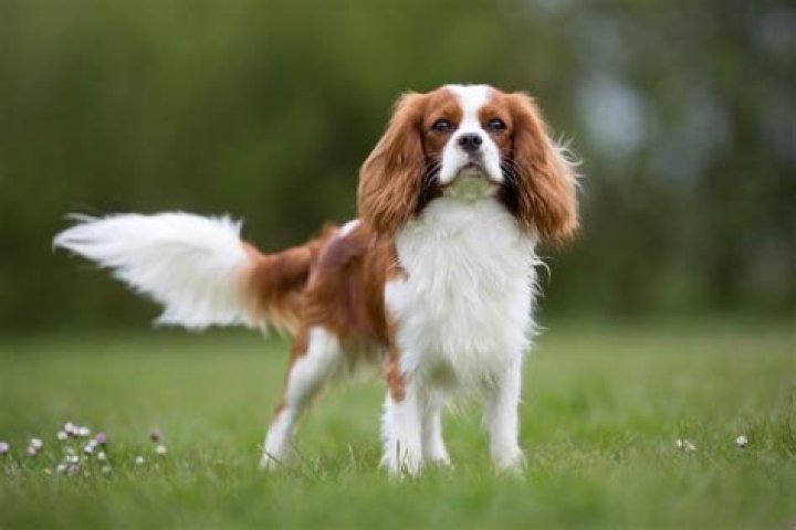 Do Cavalier spaniels bark a lot?