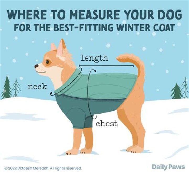 Do dogs get a winter coat?