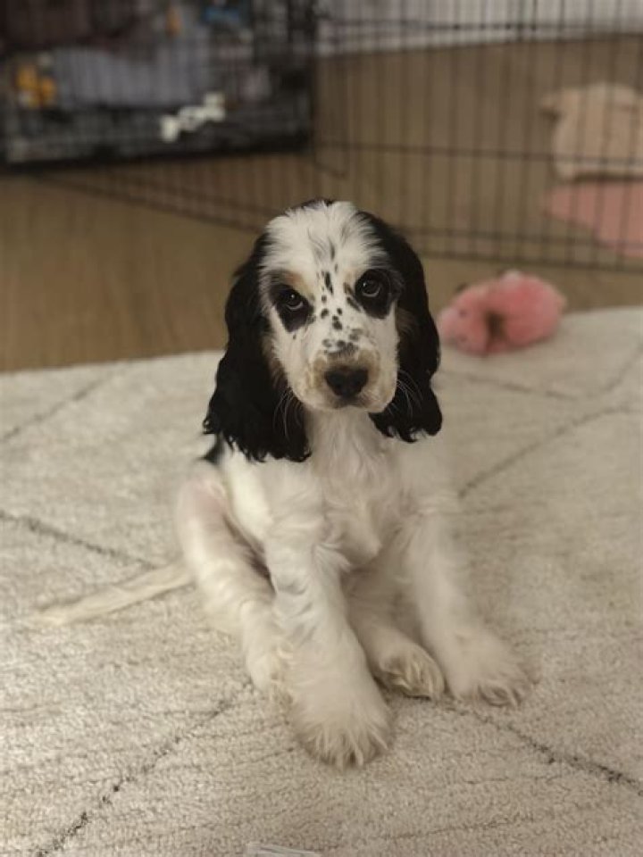 Do English cocker Spaniels bark a lot?