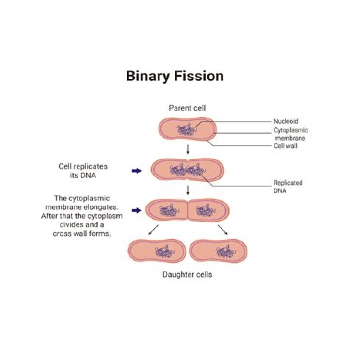 Do eukaryotes reproduce by binary fission?