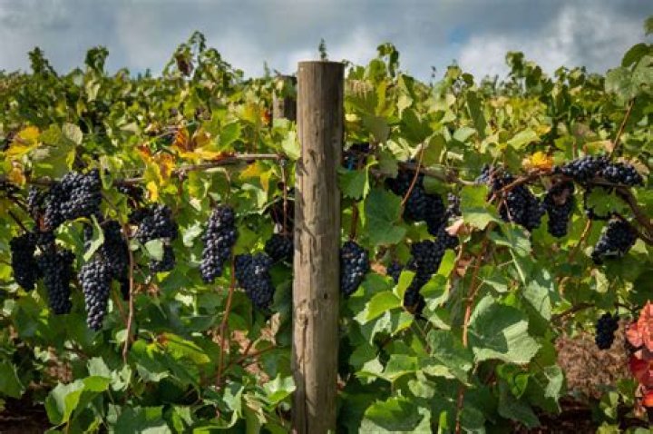 Do grapes need mulch? | ContextResponse.com