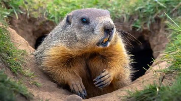 Do Groundhogs dig holes