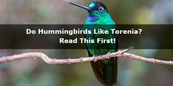 Do hummingbirds like torenia