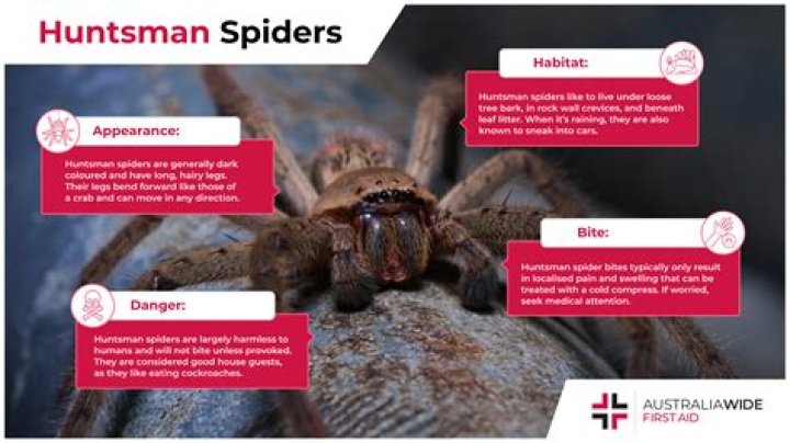Do Huntsman spiders bite