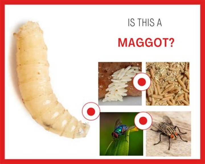 Do maggots have tongues?
