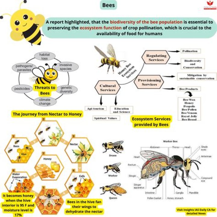 Do magnets affect bees