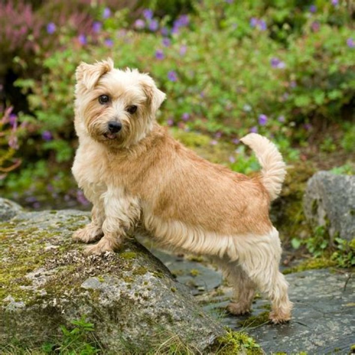 Do Norfolk Terriers kill rats?