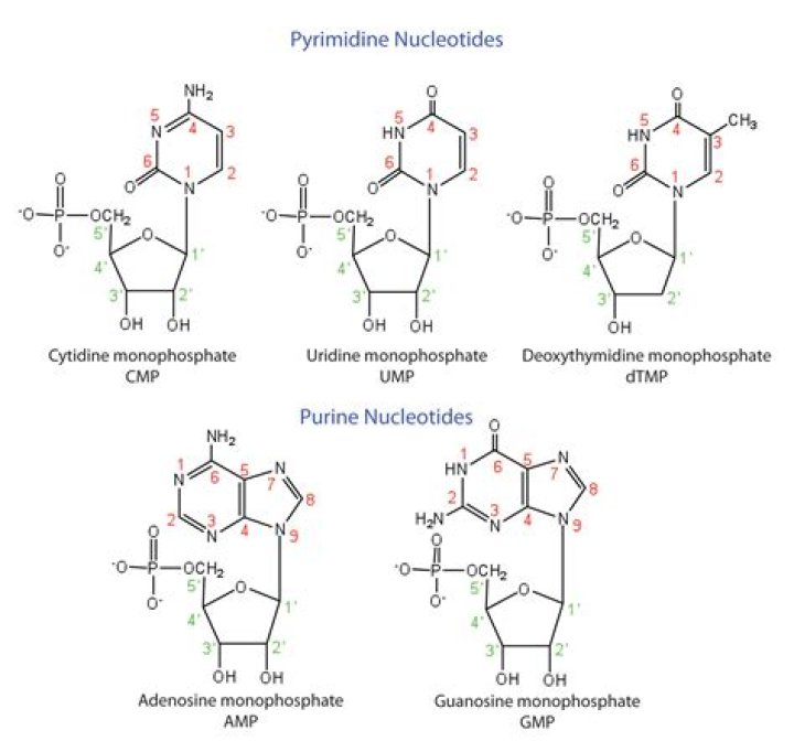 Do nucleic acids contain purines?