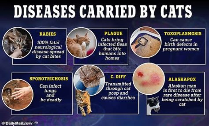 Do rats from pet stores carry diseases?