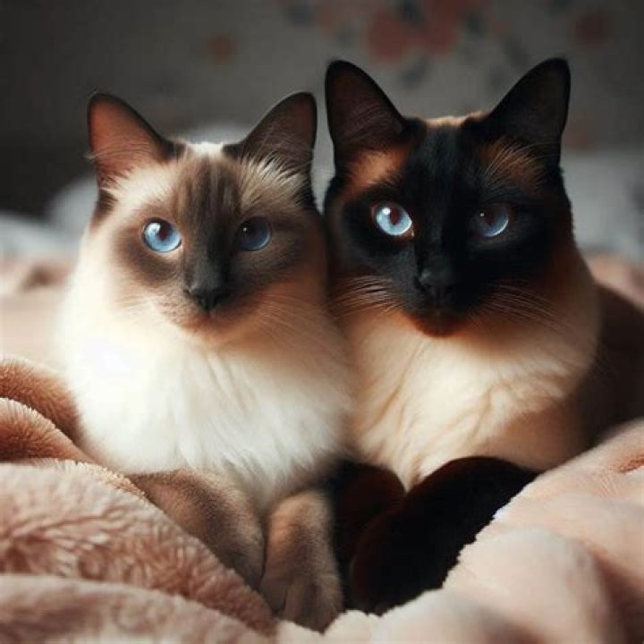 Do Siamese cats change color with temperature?