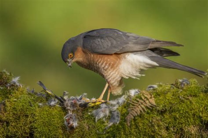 Do Sparrowhawks attack pigeons?