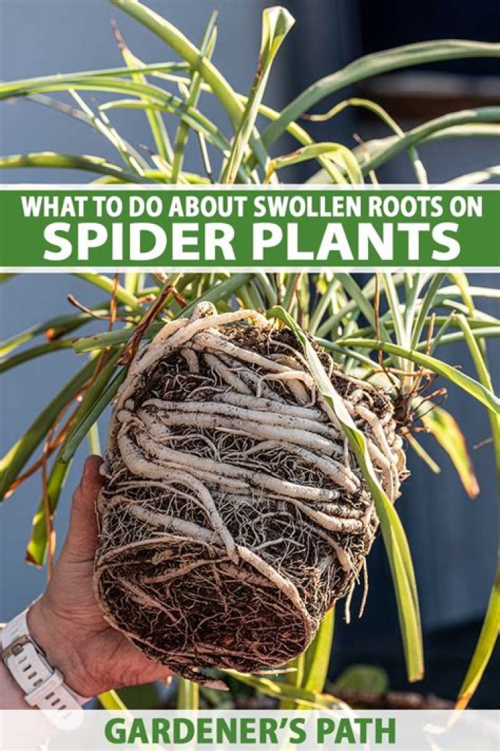 Do spider plants like to be pot bound